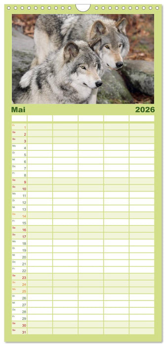 Wölfe. Verwegene Anmut (CALVENDO Familienplaner 2026)