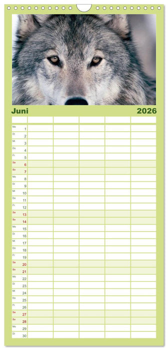 Wölfe. Verwegene Anmut (CALVENDO Familienplaner 2026)