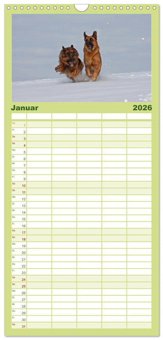 Der Schäferhunde Familienplaner hoch (CALVENDO Familienplaner 2026)
