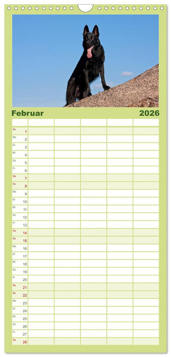 Der Schäferhunde Familienplaner hoch (CALVENDO Familienplaner 2026)