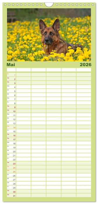 Der Schäferhunde Familienplaner hoch (CALVENDO Familienplaner 2026)