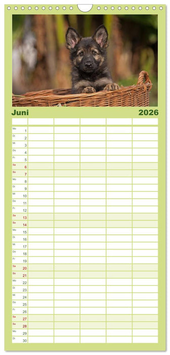 Der Schäferhunde Familienplaner hoch (CALVENDO Familienplaner 2026)