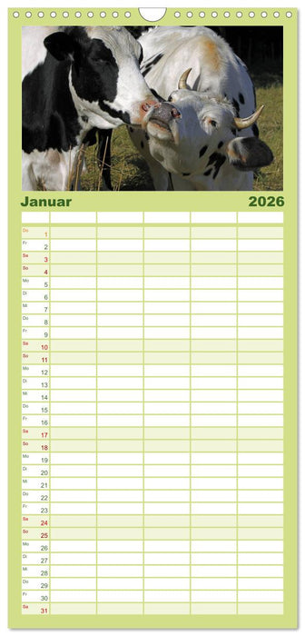 Muuuhhh! (CALVENDO Familienplaner 2026)