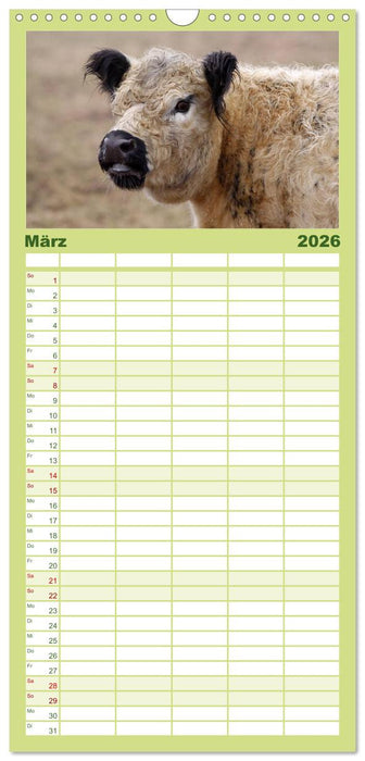 Muuuhhh! (CALVENDO Familienplaner 2026)