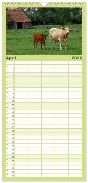 Muuuhhh! (CALVENDO Familienplaner 2026)