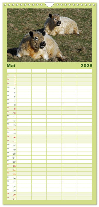 Muuuhhh! (CALVENDO Familienplaner 2026)