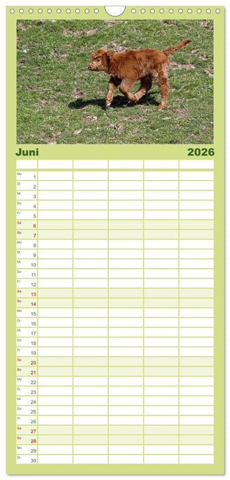 Muuuhhh! (CALVENDO Familienplaner 2026)