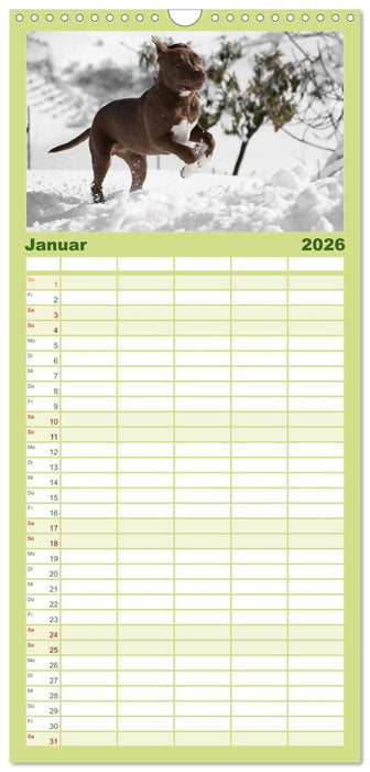 American Staff und Co. (CALVENDO Familienplaner 2026)