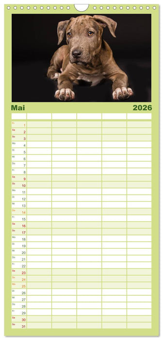 American Staff und Co. (CALVENDO Familienplaner 2026)