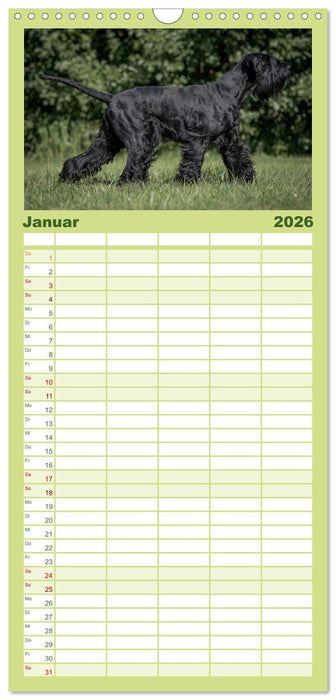 Schnauzer... von Zwergen und Riesen 2026 (CALVENDO Familienplaner 2026)