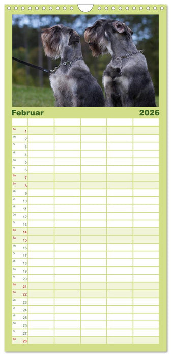 Schnauzer... von Zwergen und Riesen 2026 (CALVENDO Familienplaner 2026)