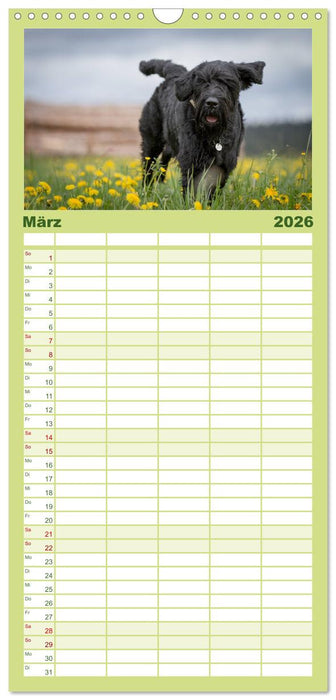 Schnauzer... von Zwergen und Riesen 2026 (CALVENDO Familienplaner 2026)