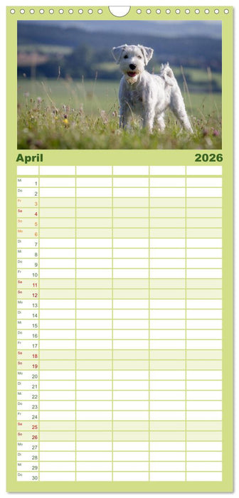 Schnauzer... von Zwergen und Riesen 2026 (CALVENDO Familienplaner 2026)