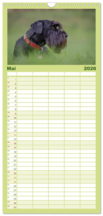 Schnauzer... von Zwergen und Riesen 2026 (CALVENDO Familienplaner 2026)