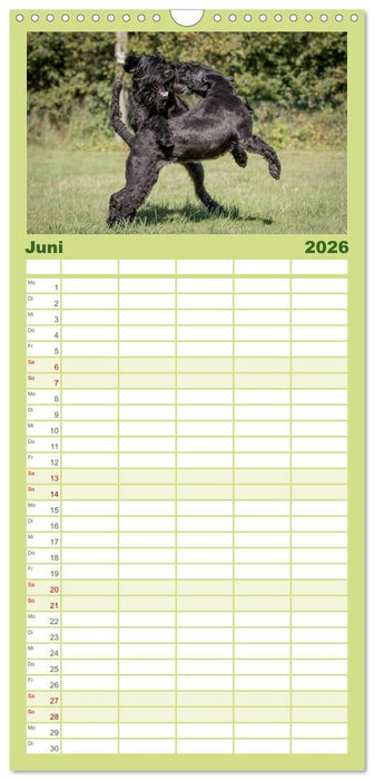 Schnauzer... von Zwergen und Riesen 2026 (CALVENDO Familienplaner 2026)