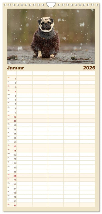 Lustige Möpse aus der Hundeknipserei (CALVENDO Familienplaner 2026)