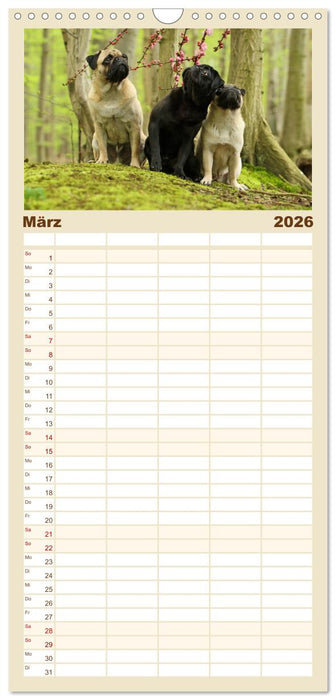 Lustige Möpse aus der Hundeknipserei (CALVENDO Familienplaner 2026)