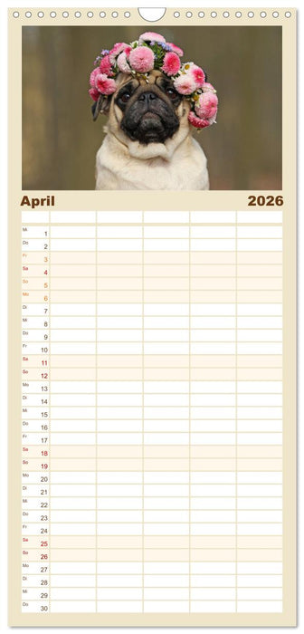 Lustige Möpse aus der Hundeknipserei (CALVENDO Familienplaner 2026)