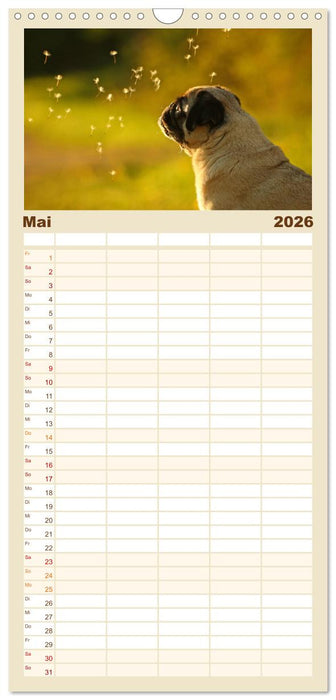 Lustige Möpse aus der Hundeknipserei (CALVENDO Familienplaner 2026)