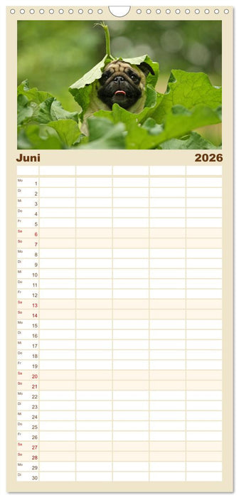 Lustige Möpse aus der Hundeknipserei (CALVENDO Familienplaner 2026)