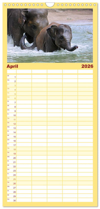 Elefanten. Spaß am Wasser (CALVENDO Familienplaner 2026)