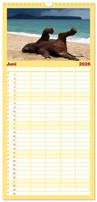 Elefanten. Spaß am Wasser (CALVENDO Familienplaner 2026)