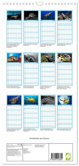 Schildkröten des Ozeans (CALVENDO Familienplaner 2026)