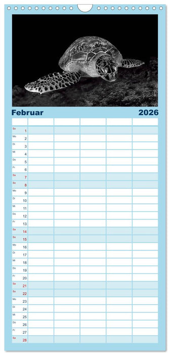Schildkröten des Ozeans (CALVENDO Familienplaner 2026)
