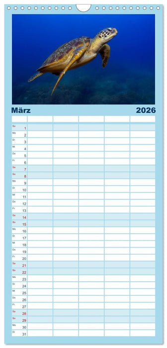 Schildkröten des Ozeans (CALVENDO Familienplaner 2026)