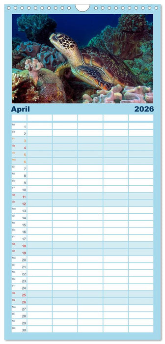 Schildkröten des Ozeans (CALVENDO Familienplaner 2026)