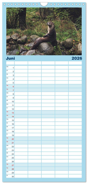 Otter. Frech, laut und clever (CALVENDO Familienplaner 2026)
