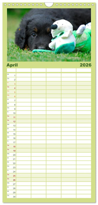 Mein bester Freund - Der Hovawart (CALVENDO Familienplaner 2026)