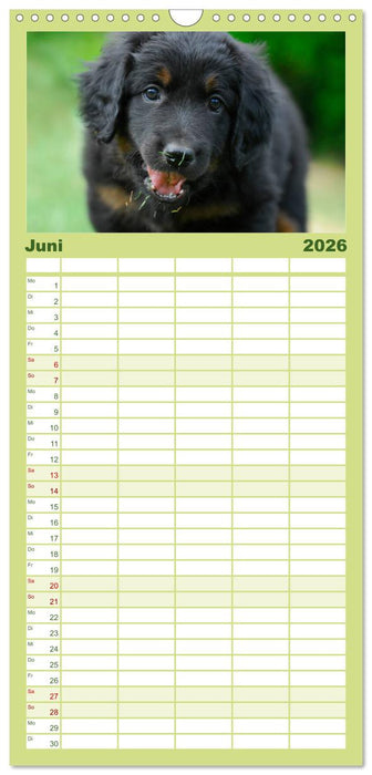 Mein bester Freund - Der Hovawart (CALVENDO Familienplaner 2026)