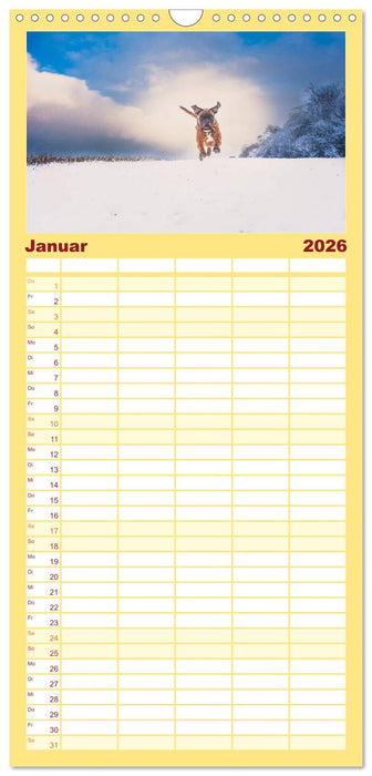 Deutscher Boxer (CALVENDO Familienplaner 2026)