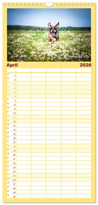 Deutscher Boxer (CALVENDO Familienplaner 2026)