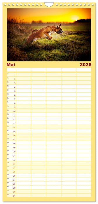 Deutscher Boxer (CALVENDO Familienplaner 2026)