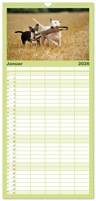 Bullterrier 2026 - Kleine Clowns mit großem Herz (CALVENDO Familienplaner 2026)