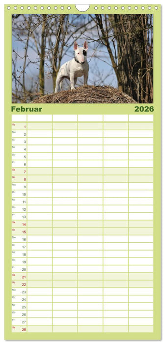 Bullterrier 2026 - Kleine Clowns mit großem Herz (CALVENDO Familienplaner 2026)