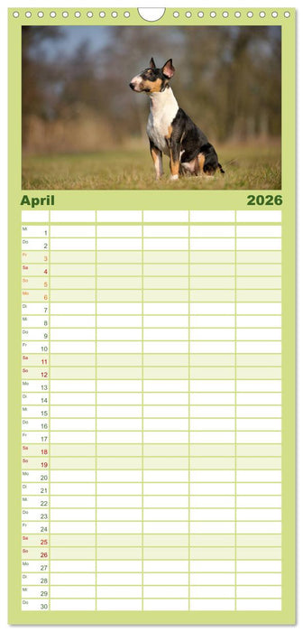 Bullterrier 2026 - Kleine Clowns mit großem Herz (CALVENDO Familienplaner 2026)