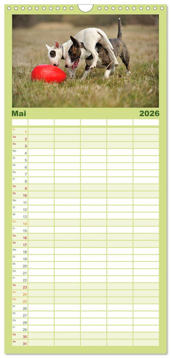 Bullterrier 2026 - Kleine Clowns mit großem Herz (CALVENDO Familienplaner 2026)