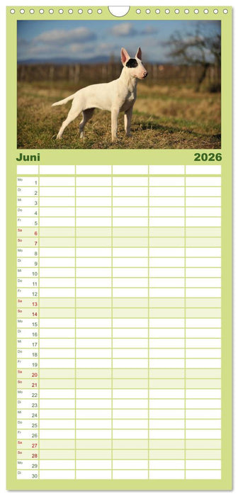 Bullterrier 2026 - Kleine Clowns mit großem Herz (CALVENDO Familienplaner 2026)