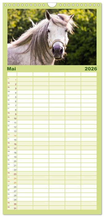 Der Pferdekalender (CALVENDO Familienplaner 2026)