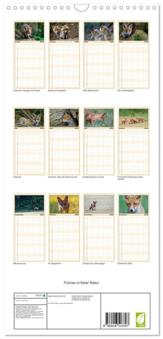 Füchse in freier Natur (CALVENDO Familienplaner 2026)