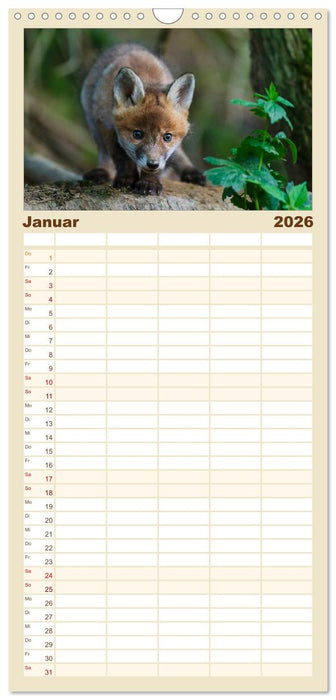 Füchse in freier Natur (CALVENDO Familienplaner 2026)