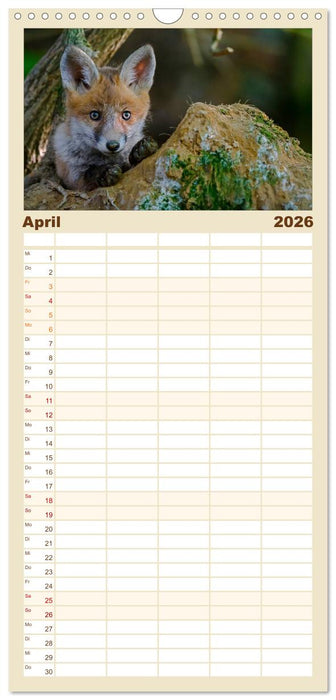 Füchse in freier Natur (CALVENDO Familienplaner 2026)