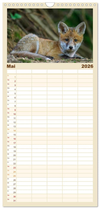 Füchse in freier Natur (CALVENDO Familienplaner 2026)