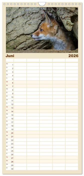 Füchse in freier Natur (CALVENDO Familienplaner 2026)