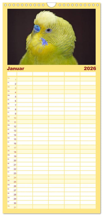 Wellensittiche - Gefiederte Freunde (CALVENDO Familienplaner 2026)