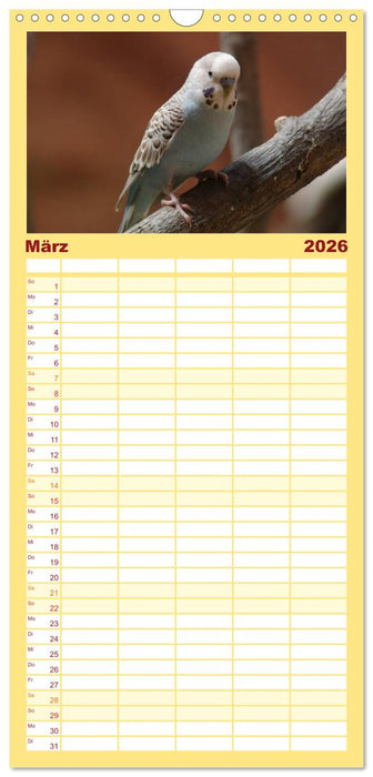 Wellensittiche - Gefiederte Freunde (CALVENDO Familienplaner 2026)