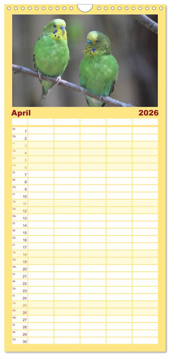 Wellensittiche - Gefiederte Freunde (CALVENDO Familienplaner 2026)